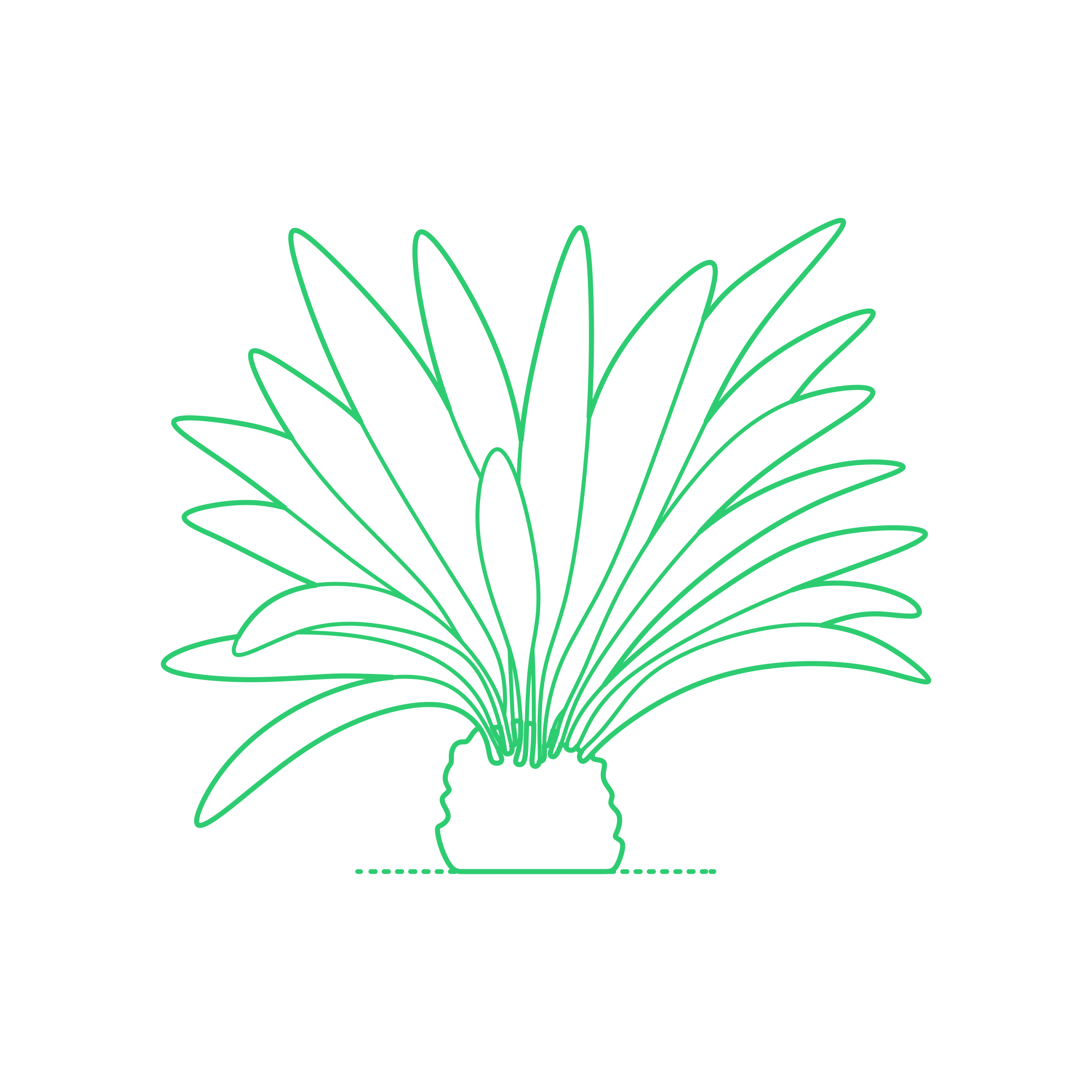 Plants Cycads Zamia Palm Svg Line Art Free Vectors